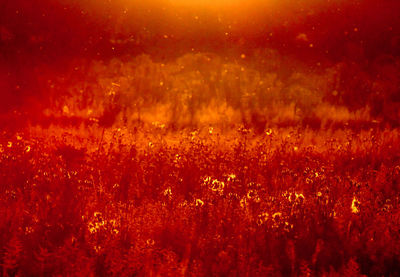 Scenic view of illuminated field against sky at night