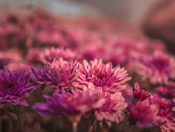 Close-up of pink flowering plants