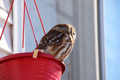 Close-up of a bird