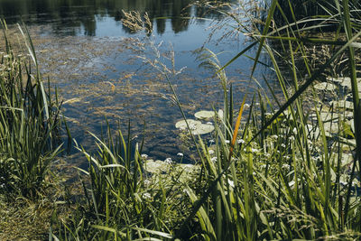 Grass growing in lake