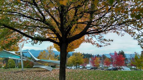 Trees in park during autumn