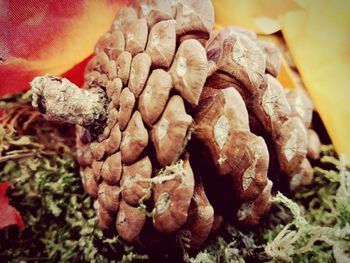 Close-up of vegetables