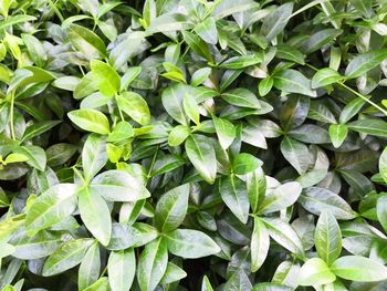 Full frame shot of fresh green leaves