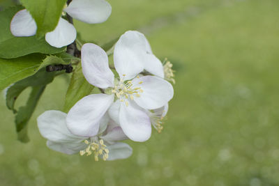 Close-up of flowers blooming outdoors