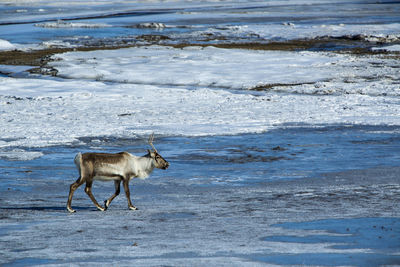 Reindeer at a frozen lake in iceland, wintertime