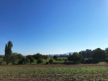 Scenic view of field against clear blue sky