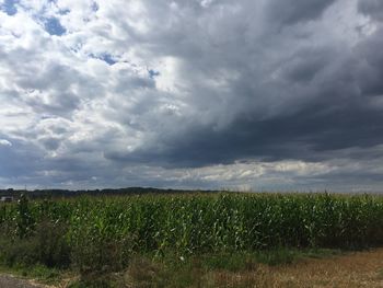 Scenic view of field against sky