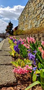 View of flowering plants against wall