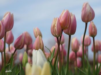 Close-up of flowers against sky