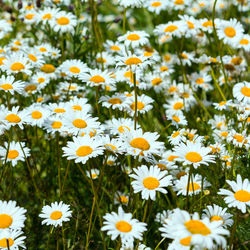 Close-up of white daisy flowers