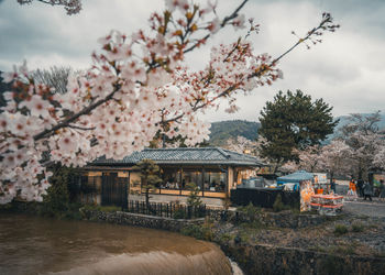 Trees and house