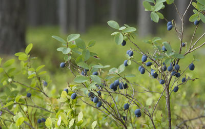 Close-up of plant