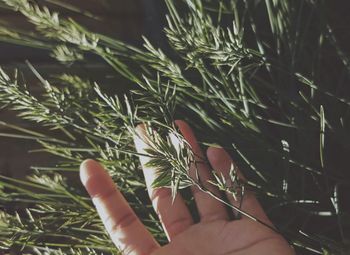 Close-up of hand holding plant