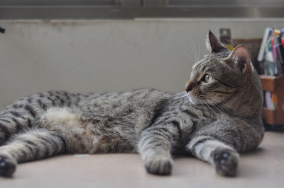 Close-up of cat resting