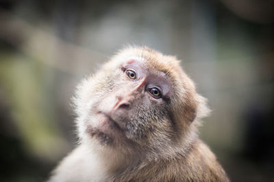 Close-up portrait of monkey