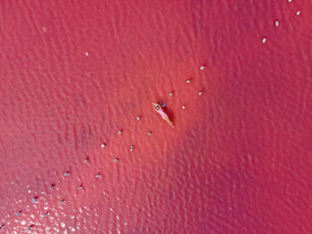 Woman in a striped bathing suit lies on a pink lake taken from above from a drone