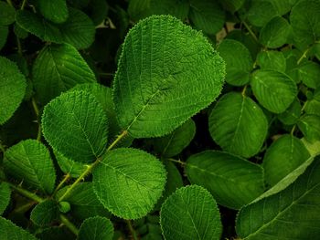 Full frame shot of green leaves