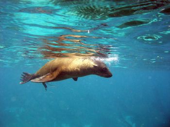 Seal swimming in blue sea