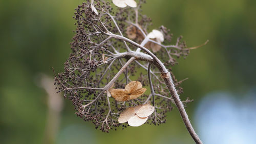 Close-up of wilted flower