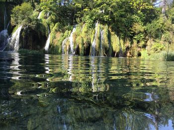 Trees in water