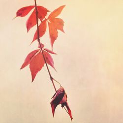 Close-up of maple leaves