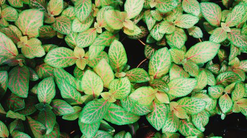 Full frame shot of fresh green plants