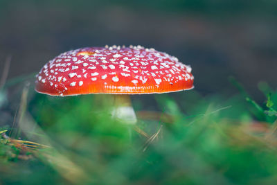 fungus