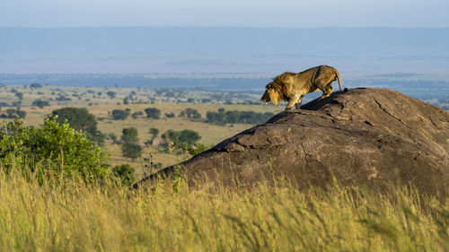 A lion descends from a rock in the early morning