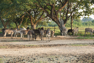 Horses in a field