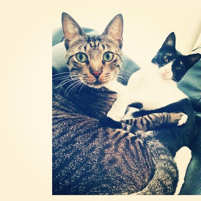 Catsofinstagram