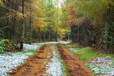 Footpath amidst trees in forest during autumn