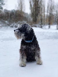 Dog on snow covered land