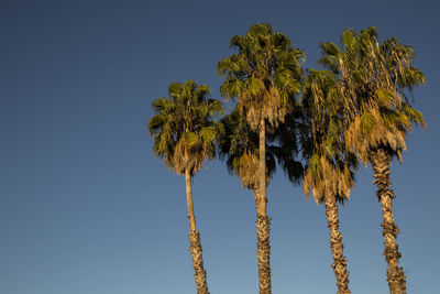 Low angle view of coconut palm trees against clear blue sky