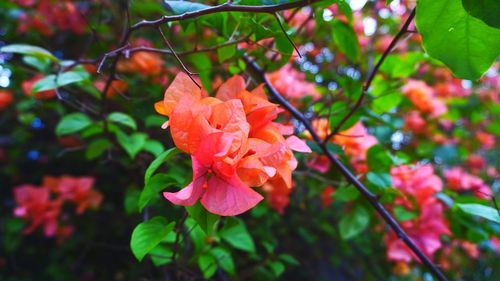 Close-up of pink flowering plant