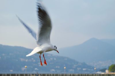 Seagull flying in the sky