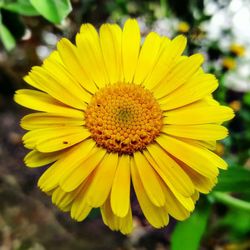 Close-up of yellow flower blooming outdoors