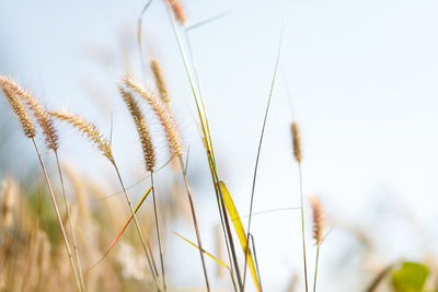 Close-up of wheat growing on field against sky