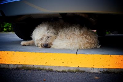 Dog relaxing in car