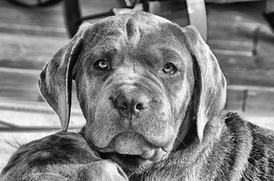 Close-up portrait of dog