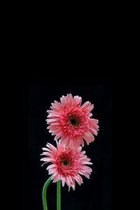 Close-up of pink daisy flower against black background