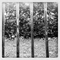 Close-up of metal fence against trees