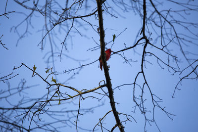 Low angle view of bird perching on bare tree