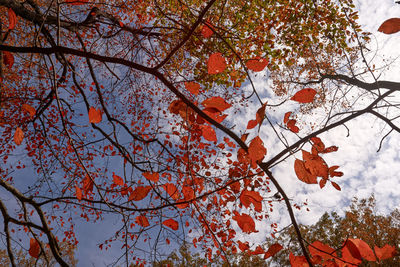 Low angle view of flowering tree against sky during autumn