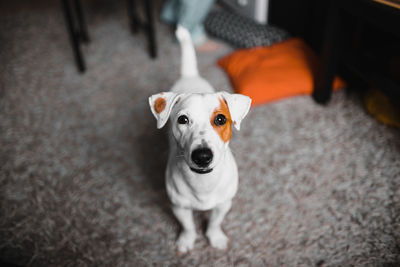 Jack russell terrier dog