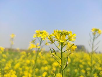 Close-up of fresh yellow flowering plant against sky