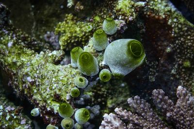 Close-up of coral swimming in sea