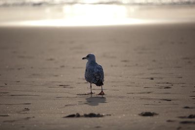 Birds on beach