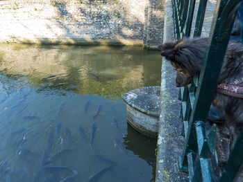 Close-up of drinking water in a lake