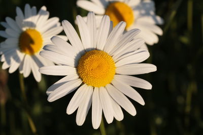 Close-up of white daisy