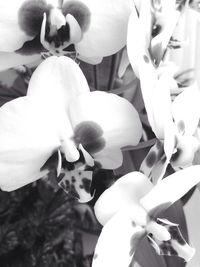 Close-up of white flowers blooming in garden